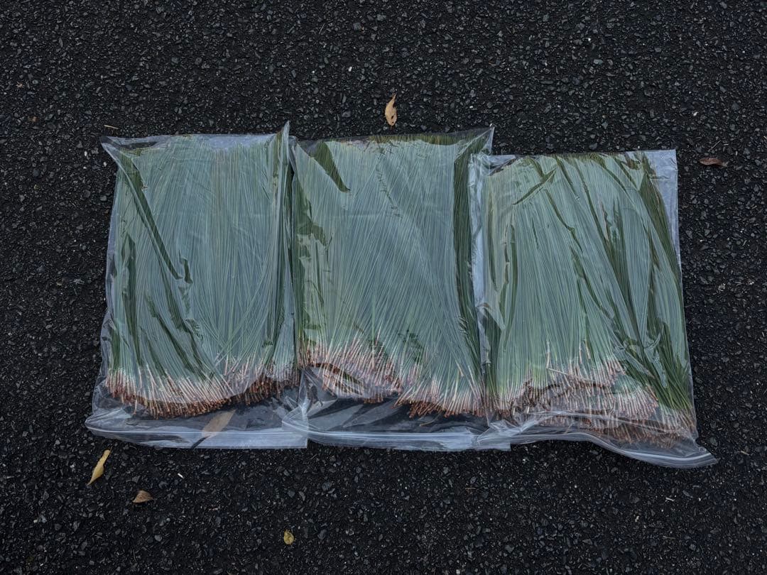 大王松の葉　30束