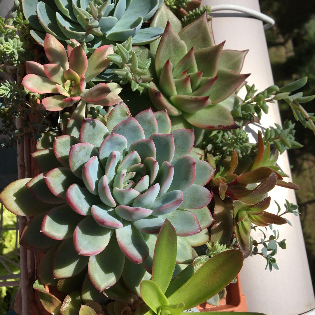 美斑❣️ミニベル錦❣️カット苗　1本  エケベリア