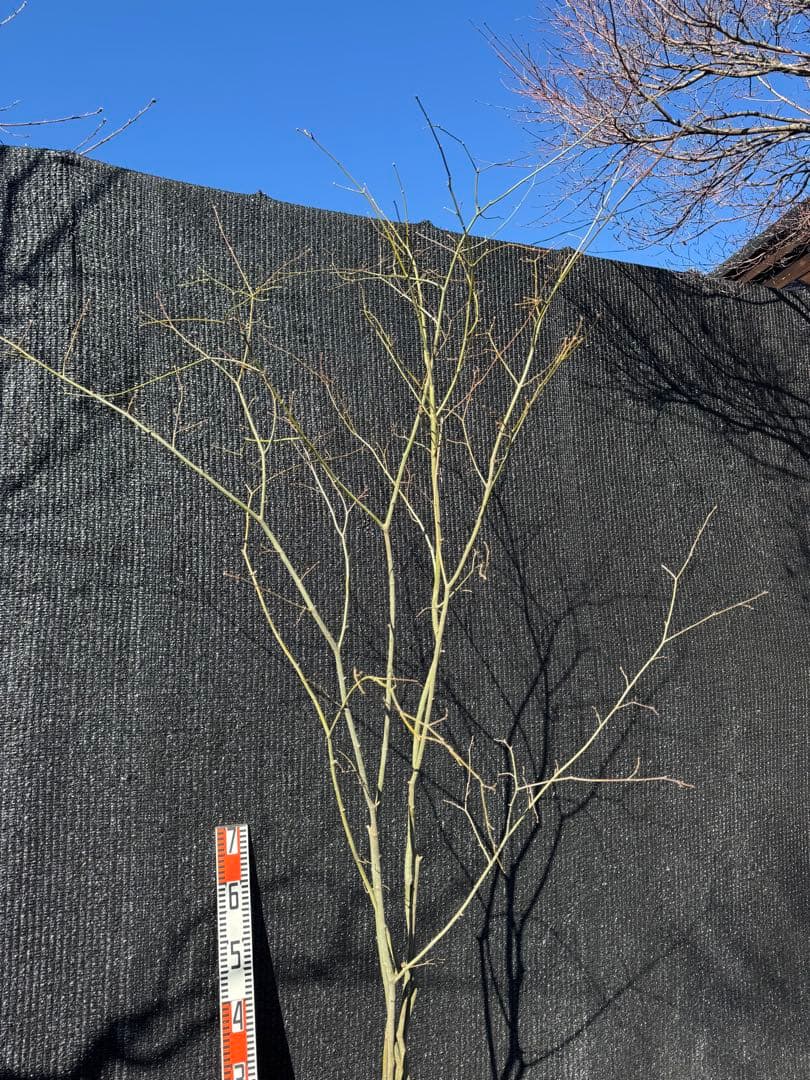 山採り　ヤマモミジ　株立ち　美幹　自然樹形　【品番3527】