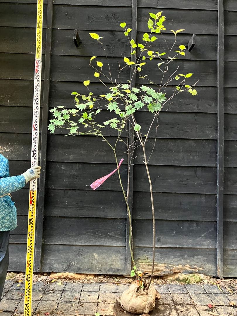 2 山採り　コハウチワカエデ ミヤマガマズミ　混合株