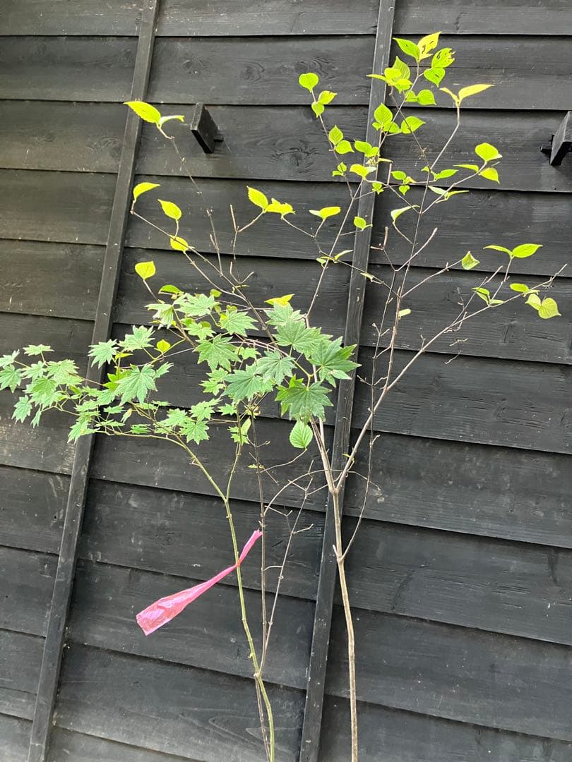 2 山採り　コハウチワカエデ ミヤマガマズミ　混合株