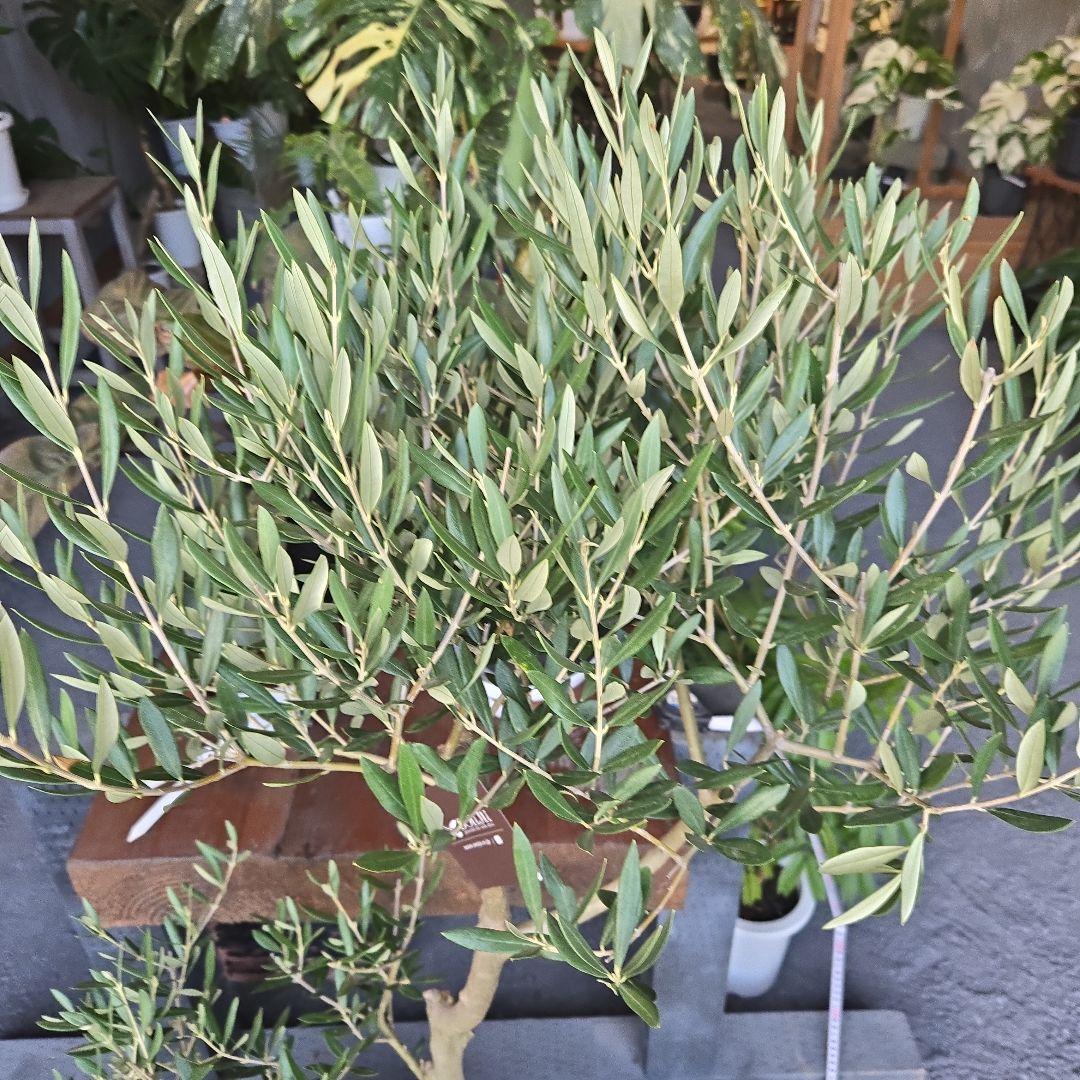 ⑪　オリーブの木　souju 「ピクアル」８号　特大苗木最高等級極上品‼️