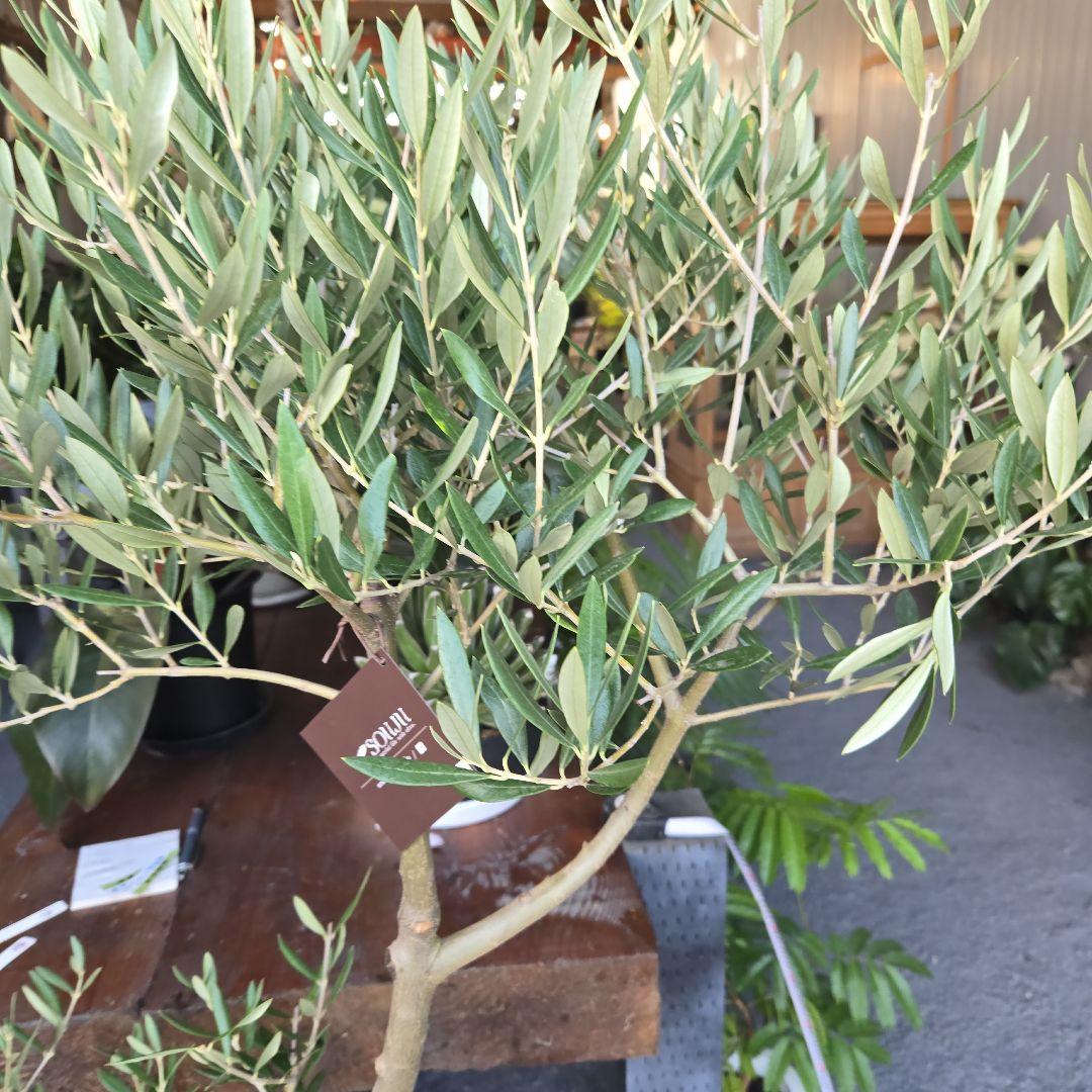 ⑪　オリーブの木　souju 「ピクアル」８号　特大苗木最高等級極上品‼️