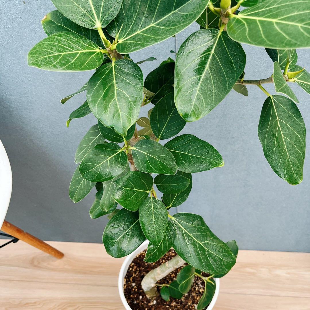 ￼ ［現品］B フィカス　ベンガレンシス　曲がり 8号　観葉植物　室内　大型