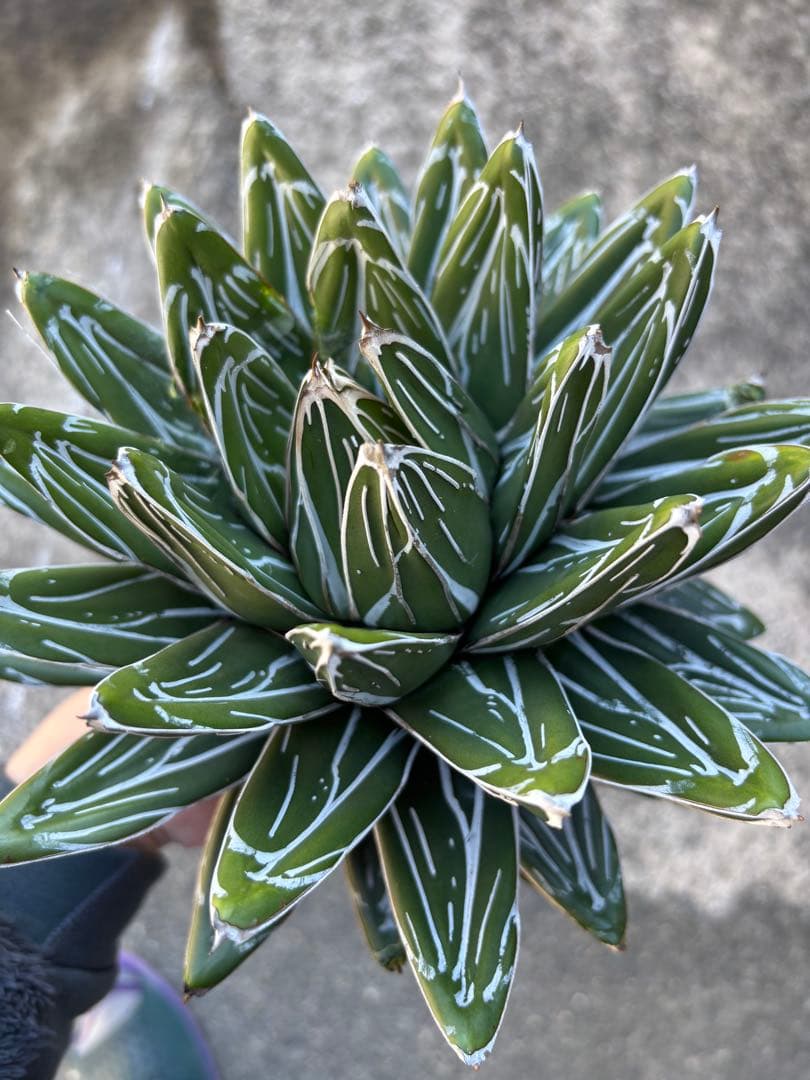 アガベ　笹の雪　親株販売　極上株　特選品