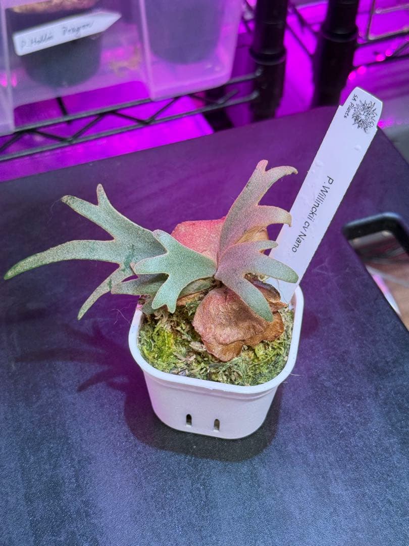 ビカクシダ willinckii Nano (OC株)