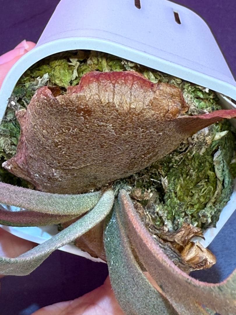 ビカクシダ willinckii Nano (OC株)