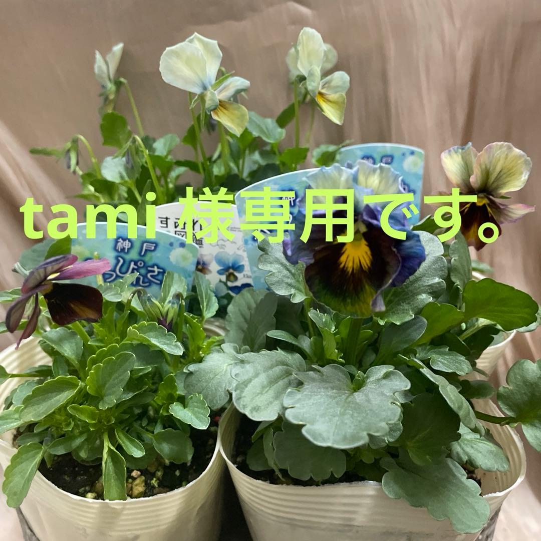 tami　4ポット