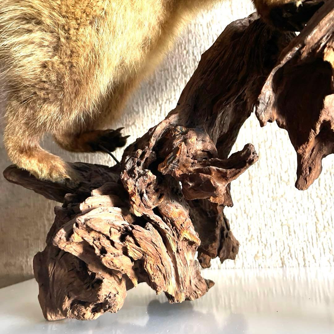 『美品』タヌキ剥製 木製　流木台座付き