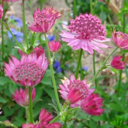 MICO　　花苗　アストランティア　ローマ　宿根草