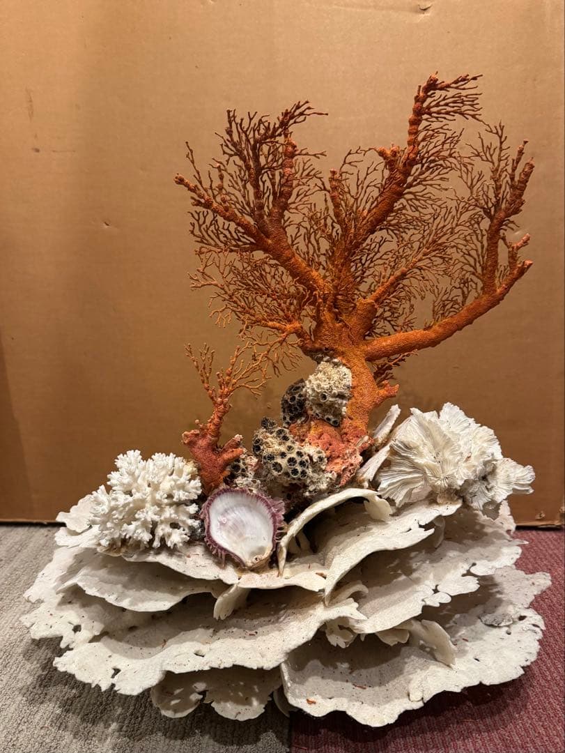 希少 サンゴ 天然珊瑚 原木 コーラル 赤 桃色 インテリア置物