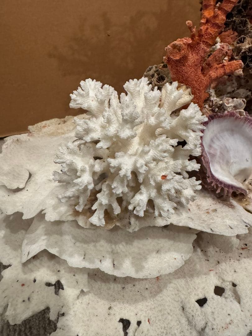 希少 サンゴ 天然珊瑚 原木 コーラル 赤 桃色 インテリア置物