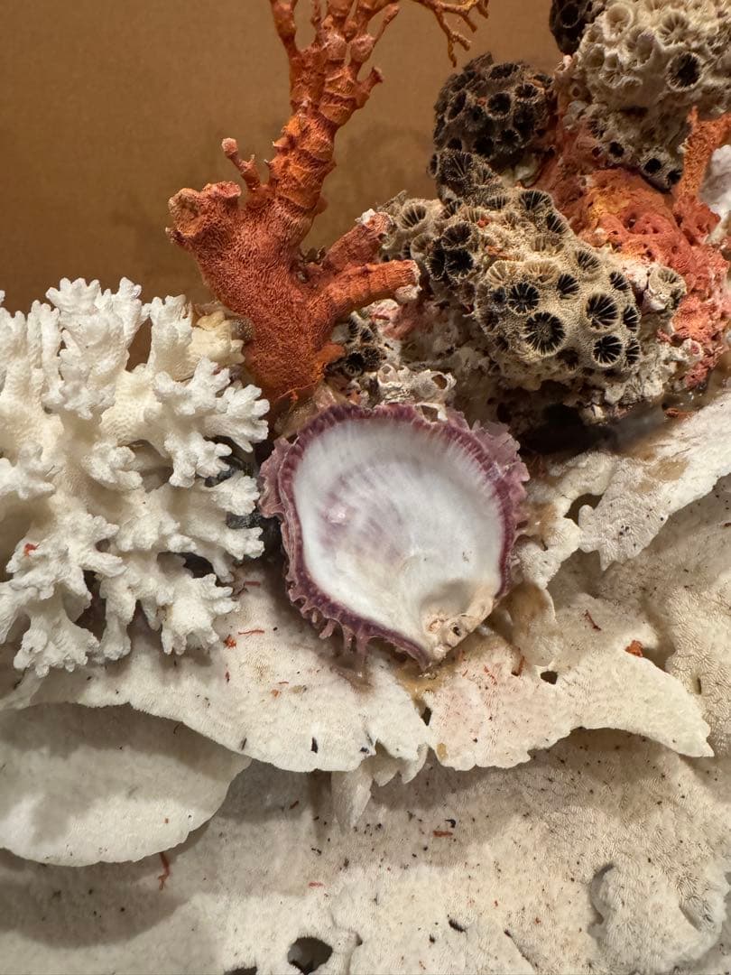 希少 サンゴ 天然珊瑚 原木 コーラル 赤 桃色 インテリア置物