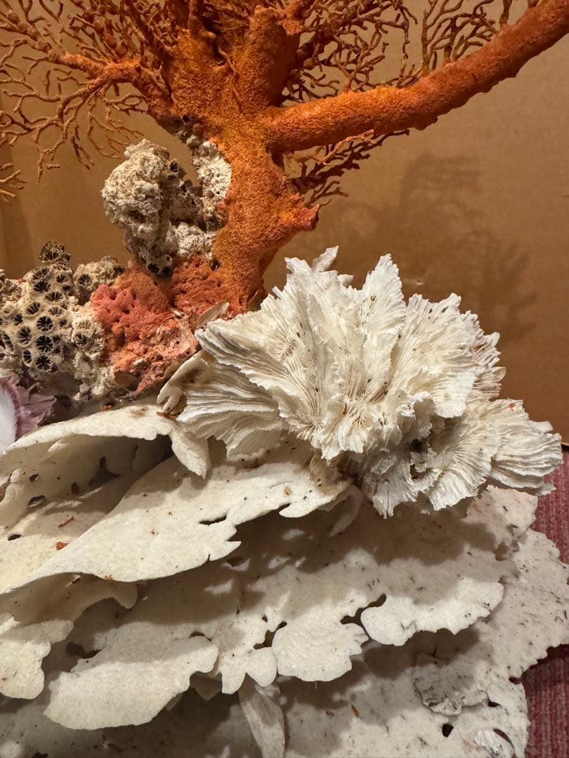 希少 サンゴ 天然珊瑚 原木 コーラル 赤 桃色 インテリア置物
