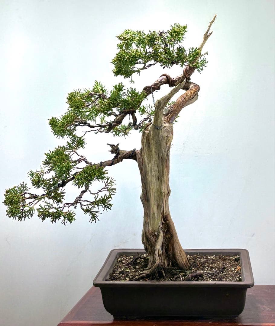 C*8様 真柏盆栽【オークション】