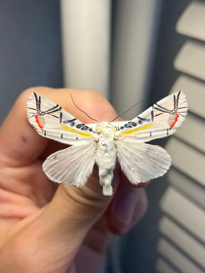 【LAST個体】ピカソモスタナバタユタカヤガ蛾ルナモスミズアオモルフォチョウアゲ