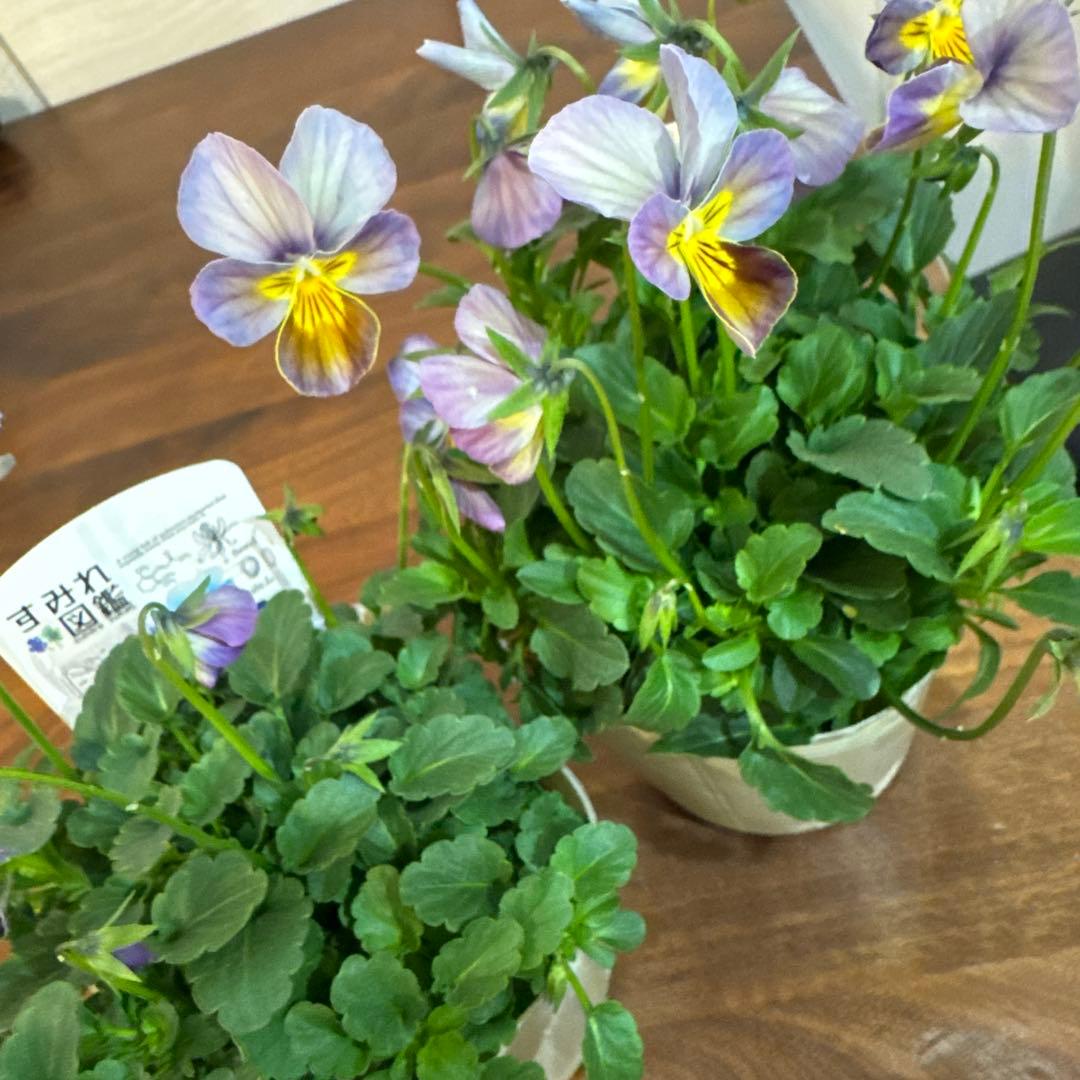希少　早い者勝ち　 ビオラ　すみれ図鑑　2ポット 紫と黄色