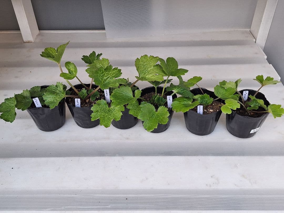 ⑩　ラナンキュラス　ラックス　セット