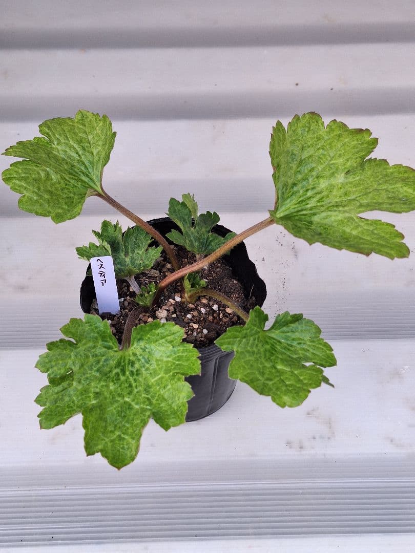 ⑩　ラナンキュラス　ラックス　セット