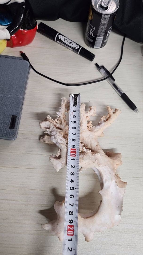 【桃色珊瑚 原木 約715g】