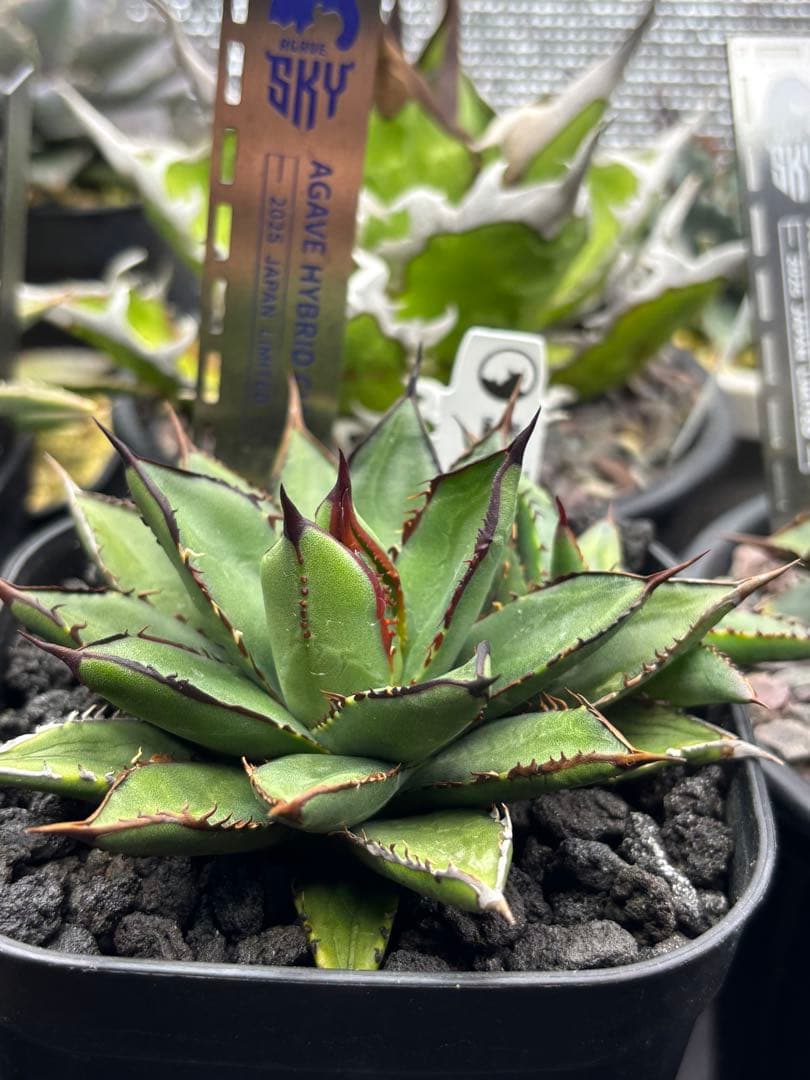 M*N様 アガベ　ハイブリッド　紫屈×笹之雪