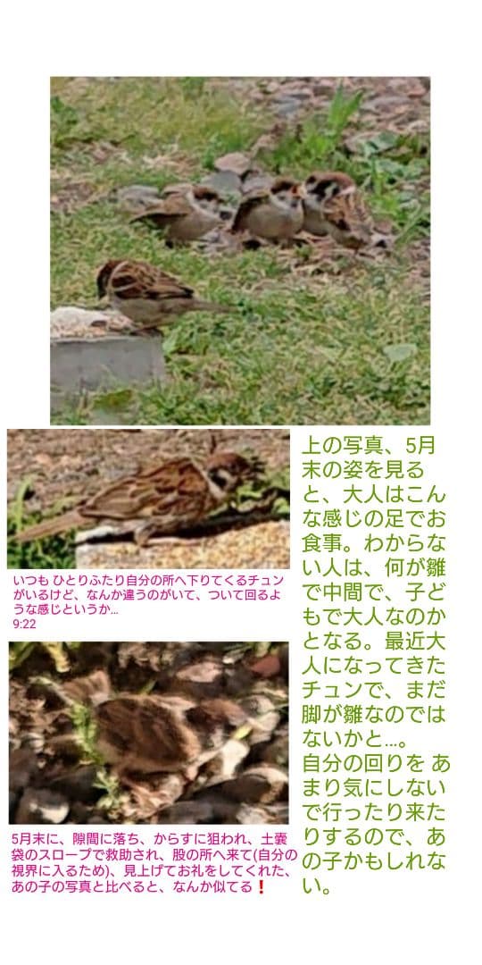 ハル様確認用野鳥のごはん