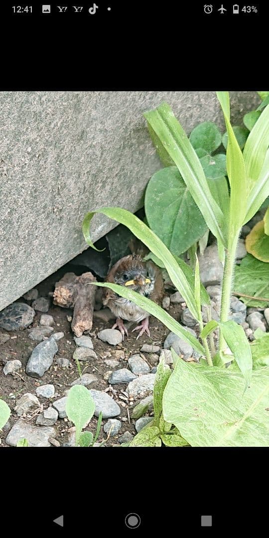 ハル様確認用野鳥のごはん