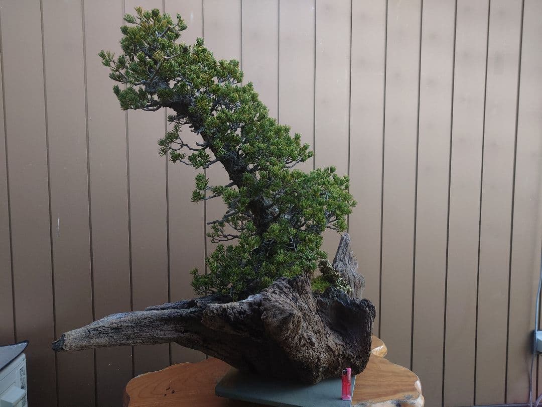 ※引取限定※　盆栽　九重　五葉松　全高98cm