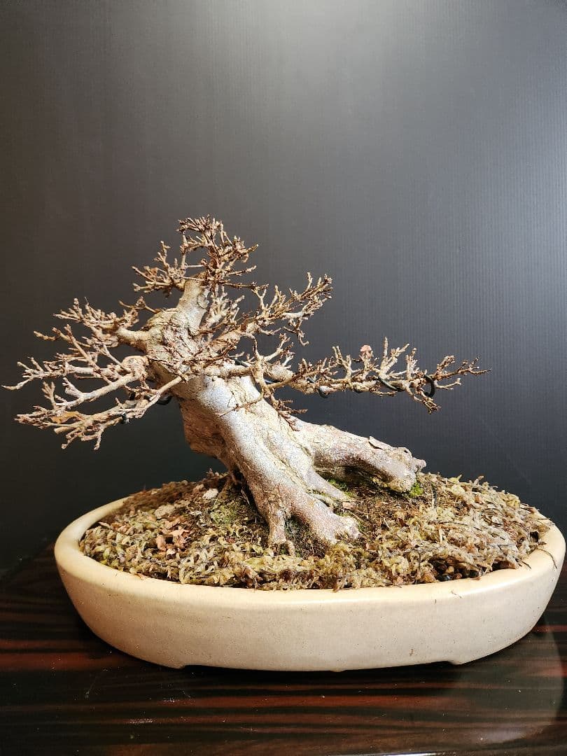 楓 かえで カエデ 楓盆栽 かえで盆栽 小品盆栽 紅葉小葉性黎鳳
