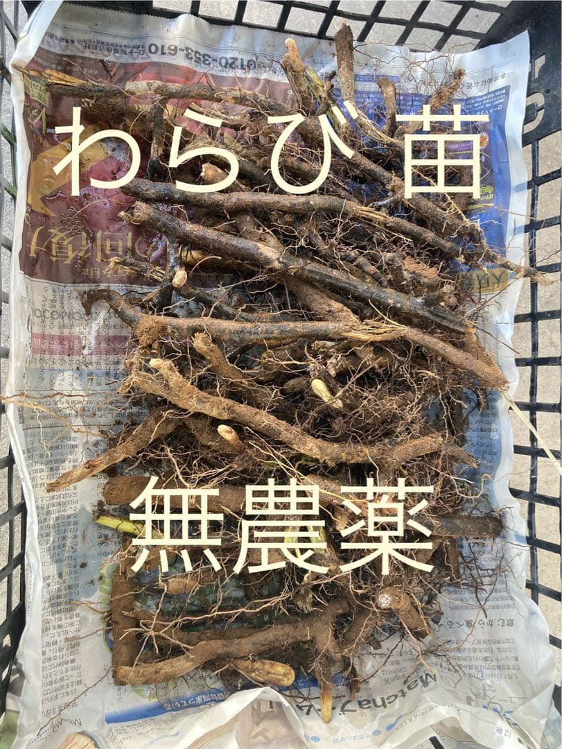 わらび　苗　120本