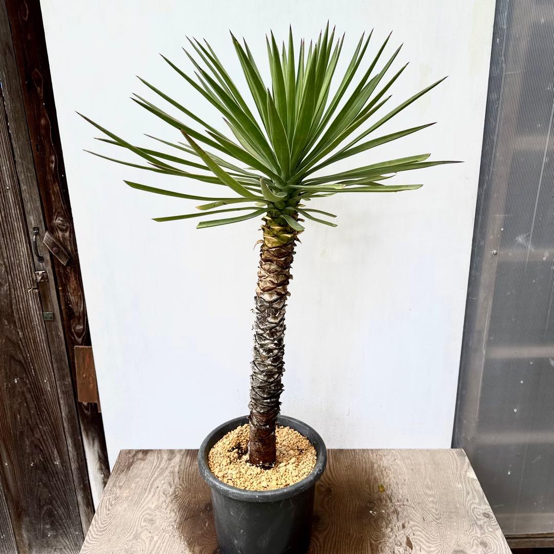 \"Yuccaaloifolia \"ユッカアロイフォリアドライガーデン1011mm