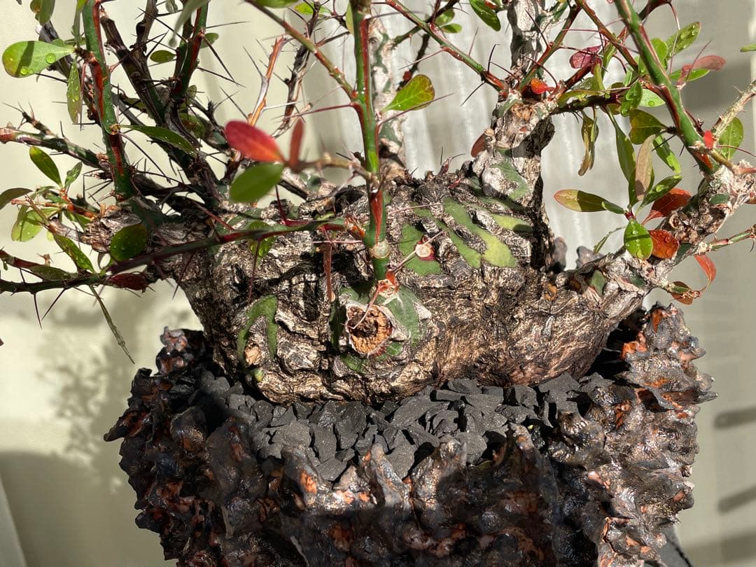 フォークイエリア・ファシクラータ　発根済　YTYF鉢付　検)パキプス グラキリス