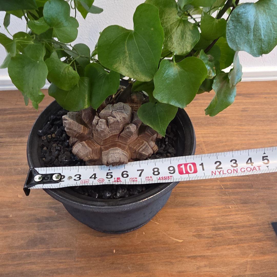 長谷川亀甲竜×SPICY GEM スパイシージェム 鶴仙園 スタッズポッド