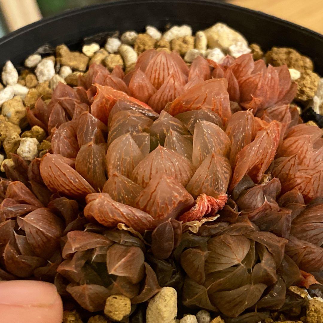 倫子様ご確認用　ハオルチア