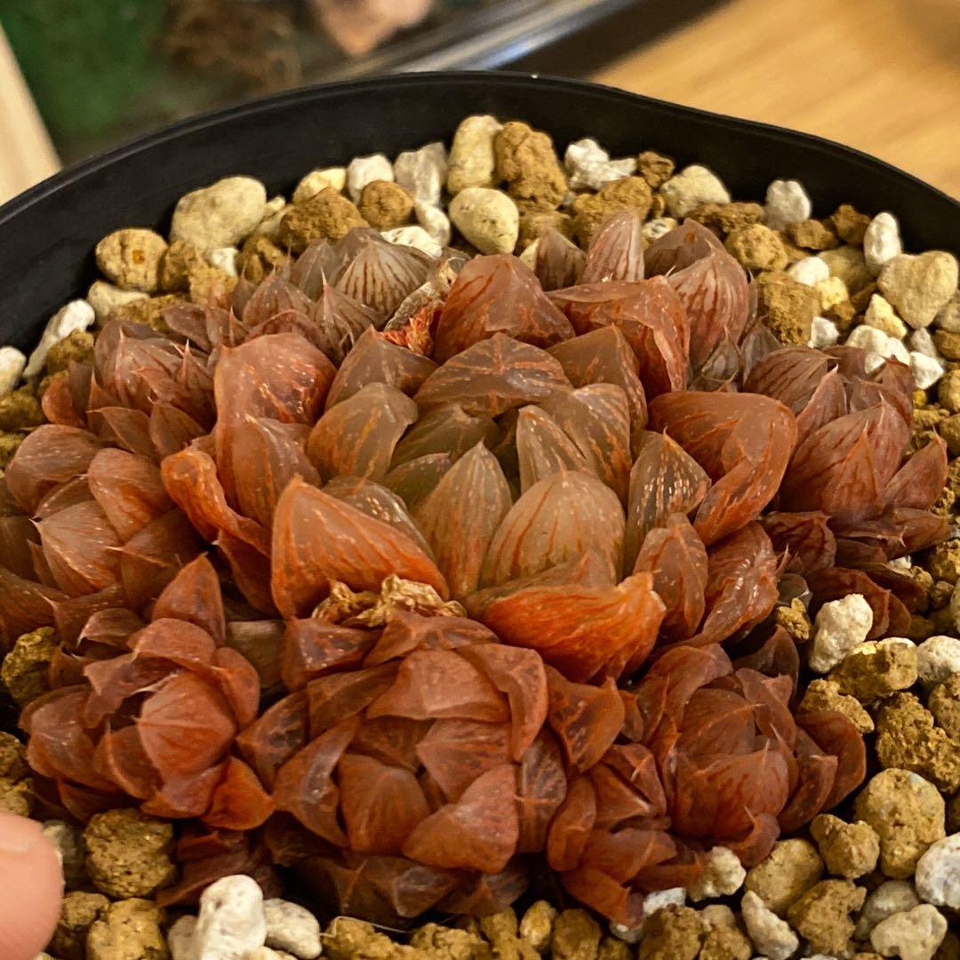 倫子様ご確認用　ハオルチア