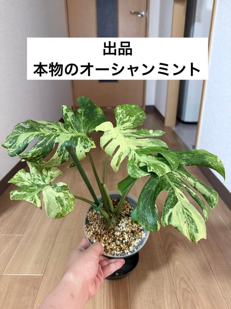 「超激レア」　モンステラ　デリシオーサ　オーシャンミント　本物　トップカット