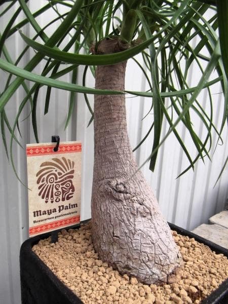 現物「トックリラン・ポニーテール」８号陶器（受皿付き）