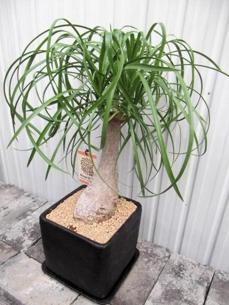 現物「トックリラン・ポニーテール」８号陶器（受皿付き）