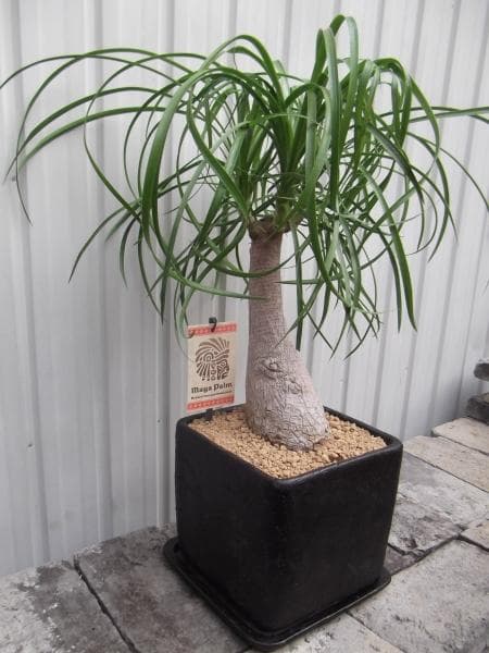 現物「トックリラン・ポニーテール」８号陶器（受皿付き）