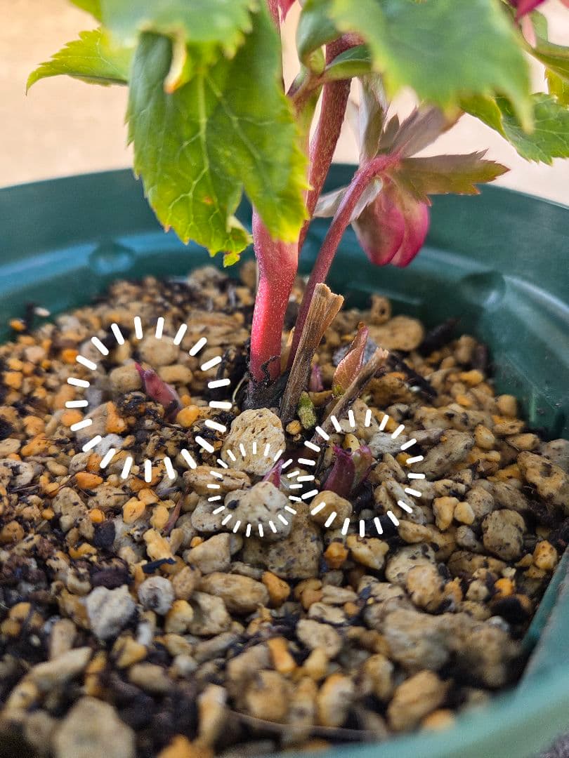 クリスマスローズ