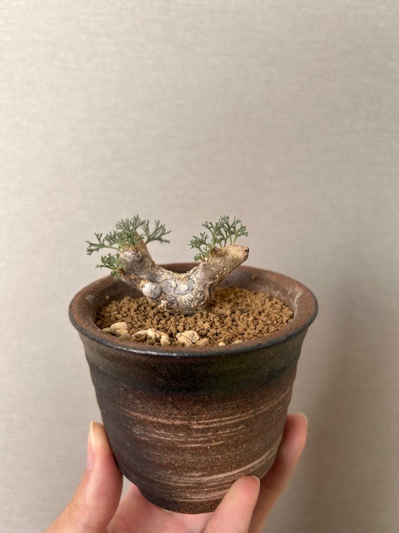 モンソニア・ムルチフィダ（現地株、発根済み）