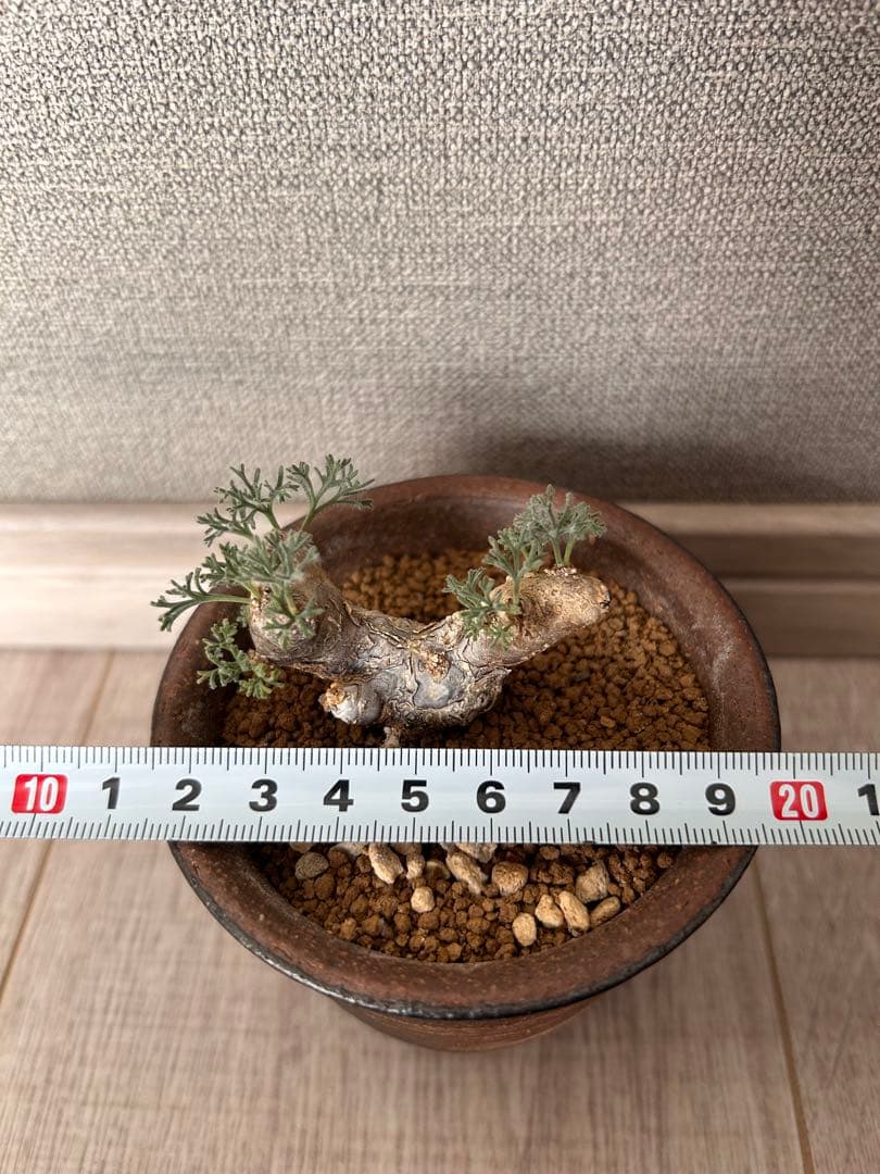 モンソニア・ムルチフィダ（現地株、発根済み）