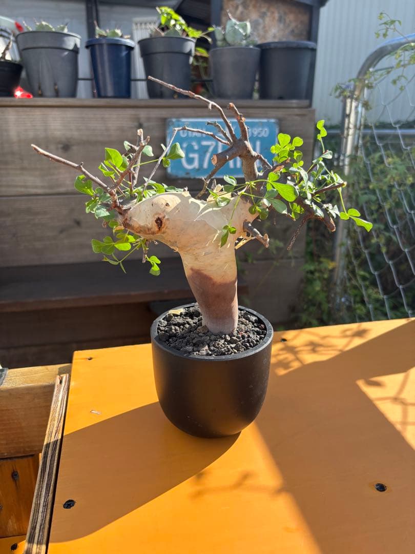 スーさんコミフォラ・カタフ・ピュア　発根済み鉢付き　現地株