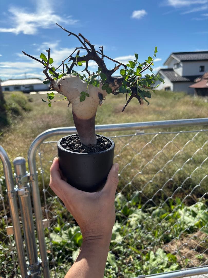 スーさんコミフォラ・カタフ・ピュア　発根済み鉢付き　現地株