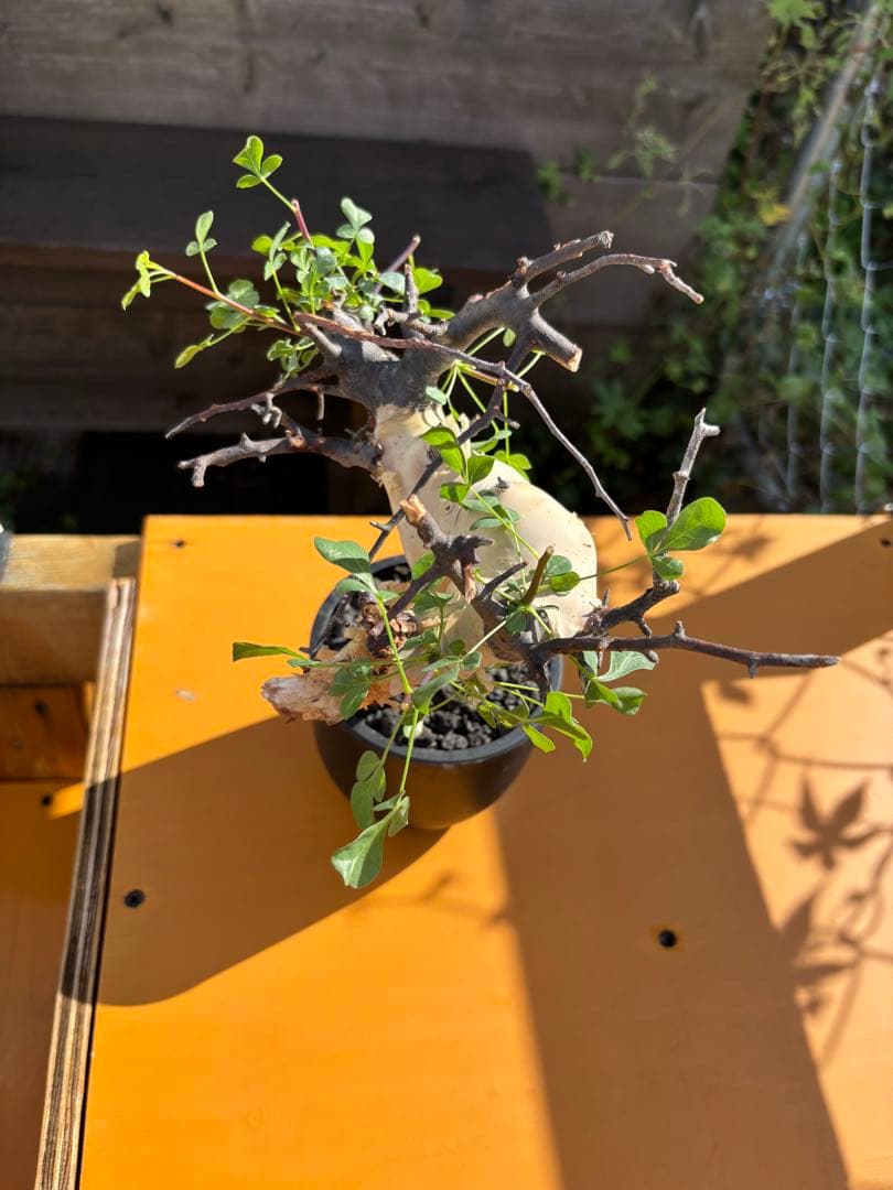 スーさんコミフォラ・カタフ・ピュア　発根済み鉢付き　現地株