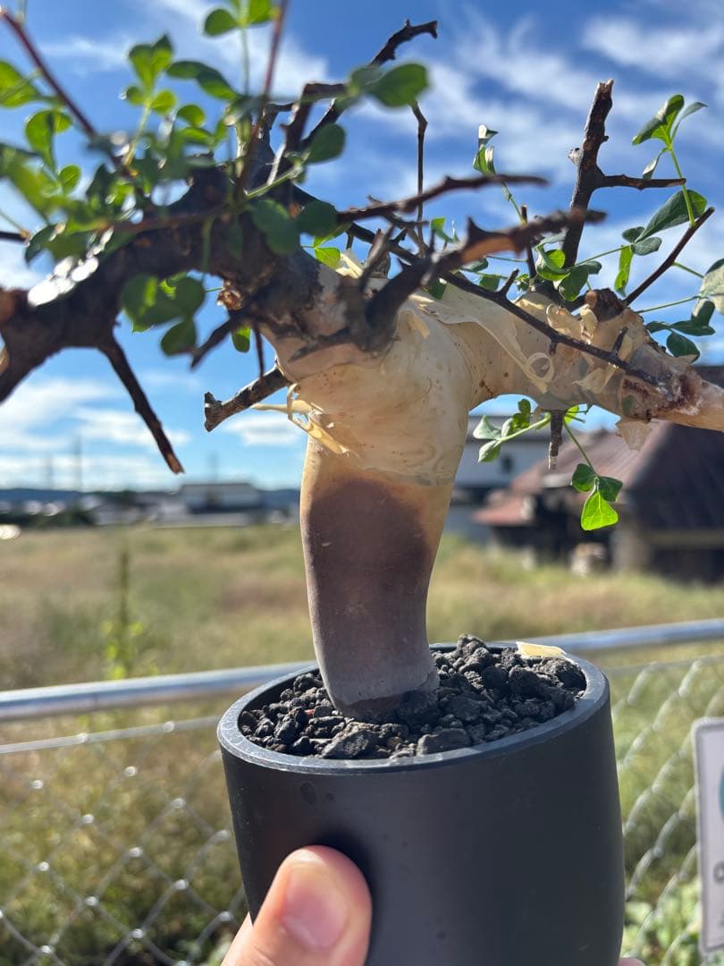 スーさんコミフォラ・カタフ・ピュア　発根済み鉢付き　現地株