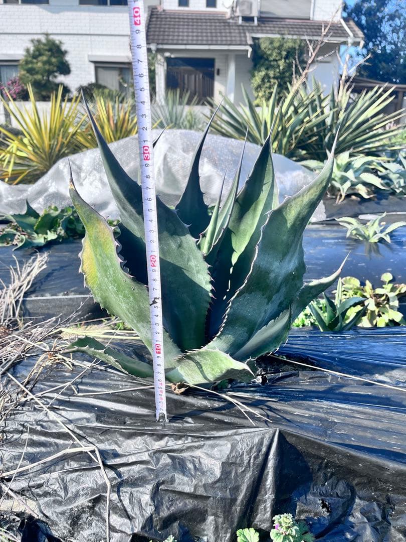 【‼︎大株‼︎】アガベ　ミラビリス