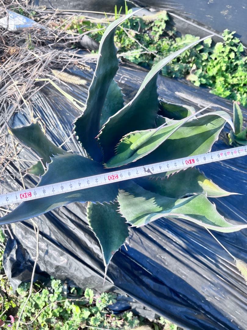 【‼︎大株‼︎】アガベ　ミラビリス