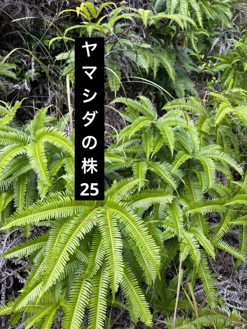 ヤマシダ　エディブルフラワー　飾り葉