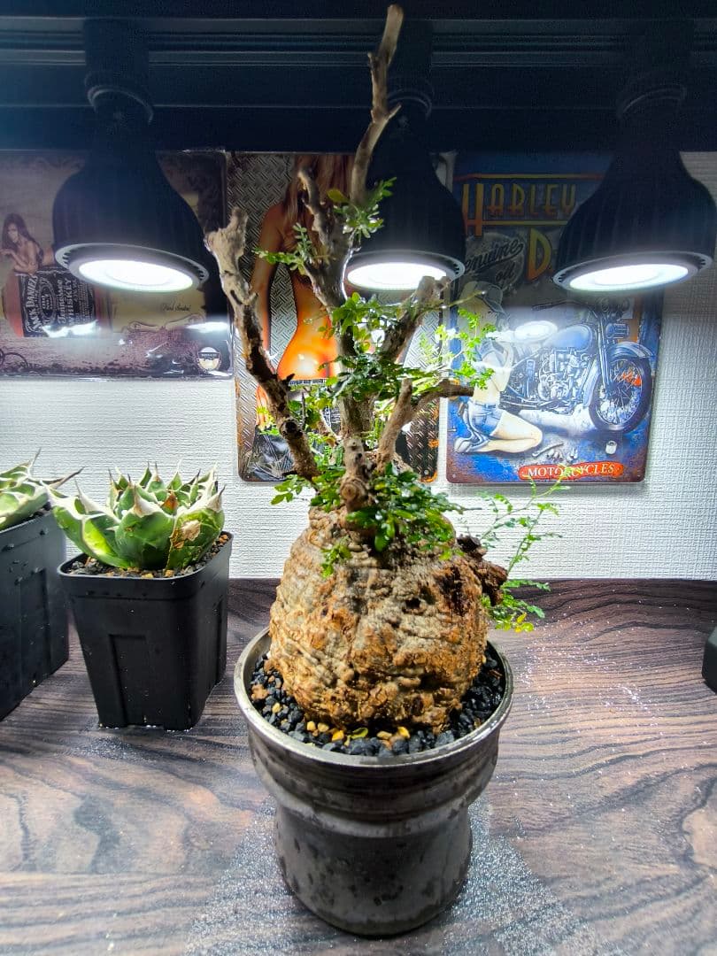 本当の最終値下げ。希少！オペルクリカリア パキプス 現地球 おすすめ　塊根植物